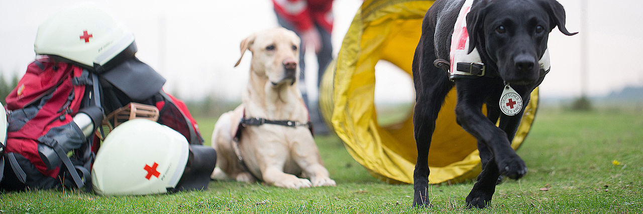DRK - Rettungshundearbeit DRK - Rettungshundearbeit